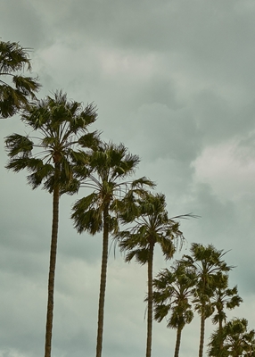 Palmbomen op een rij