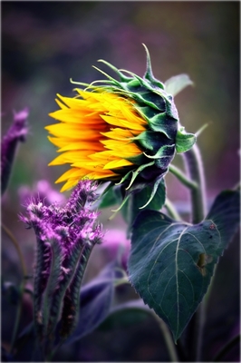 Sunflower Love #02