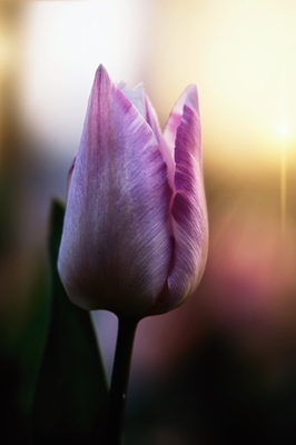Tulip in evening light