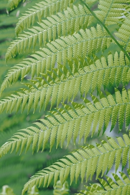 Green fern leaf patterns.