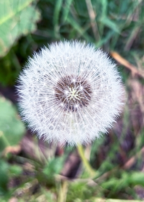 Portrait of a dandelion