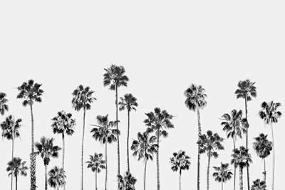 Zwart-witte palmen 2