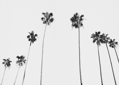 Svarte og hvite palmer