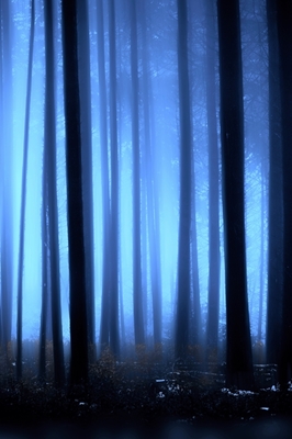 Magisk skog