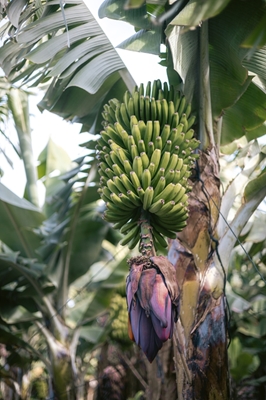 Tropikalna roślina bananowa Hiszpania