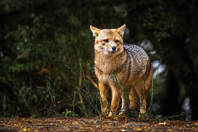 Patagonian Colorado Fox