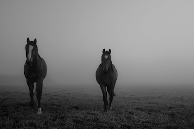 Heste i tåge