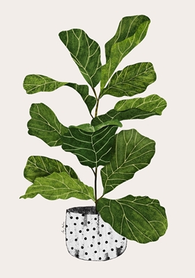  Roślina liści skrzypiec figowych