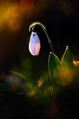 Snowdrop in the morning