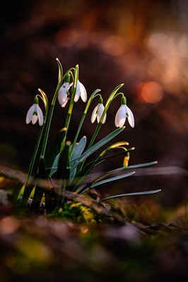Snowdrops in the morning
