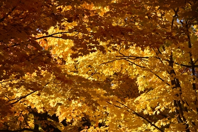 Podzimní listí v javorovém lese