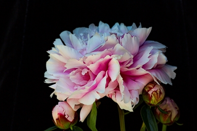 A peony in blooming 