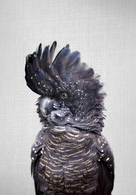 Kakadu černý