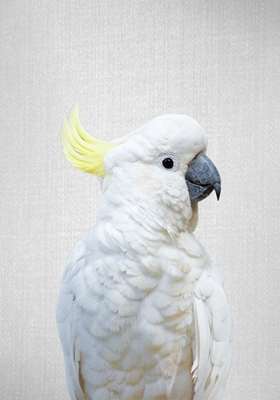 Hvid kakadue