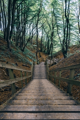 Escadaria através da floresta de faias
