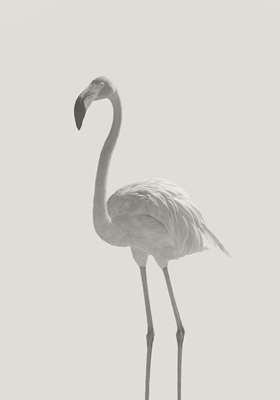 The stillness of the flamingo