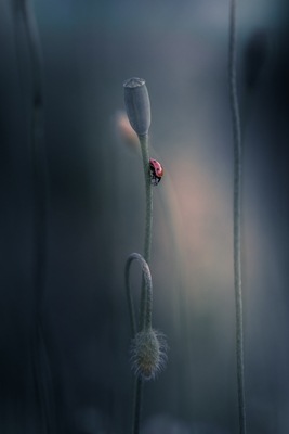 Ladybug on poppy flower
