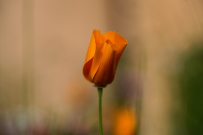 Orange poppy flower