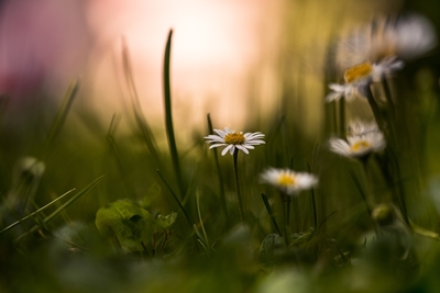 Daisies on the meadow