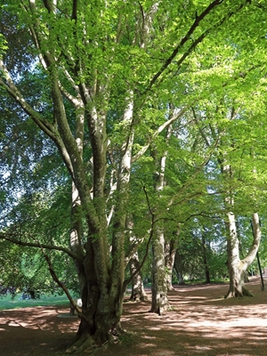 Bomen in het park