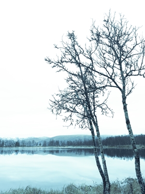 Árvores à beira do lago