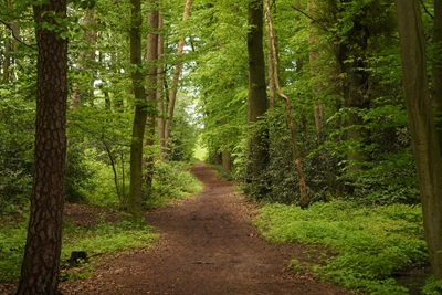 Sentiero in un bellissimo bosco