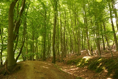 Grön skog på sommaren