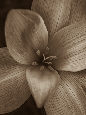 Primer plano de una flor de azafrán