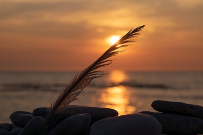 A feather in sunset