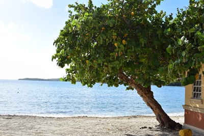 Árvores na praia no Caribe
