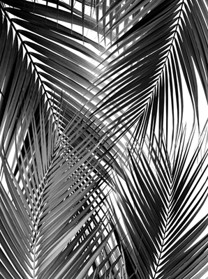 Rêve de feuilles de palmier noir - Cali