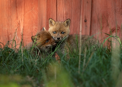 Fox siblings