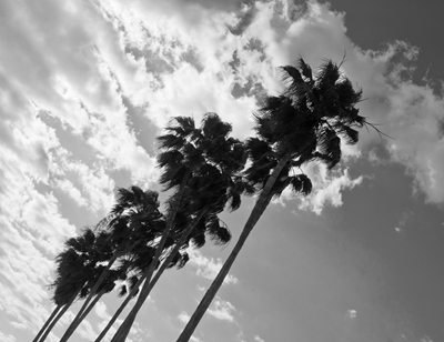 Palm Trees Black & White Vibes