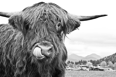 Simpatica mucca delle Highlands nera bianca
