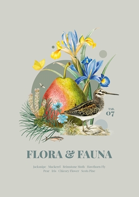 Flora og fauna m. Zwergschnepfe
