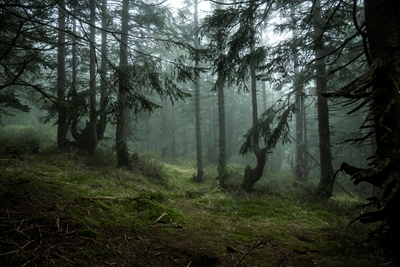 Forêt magique d’épinettes de montagne dans le brouillard 1