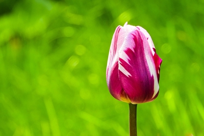 Tulipán blanco y morado en la naturaleza
