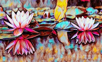 Waterlily