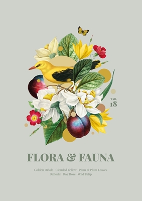 Flora & Fauna w. Golden Oriole