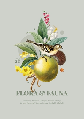 Flora & fauna med bjergfinke