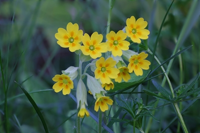 Cowslip in a meadow