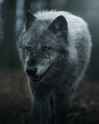Majestic wolf