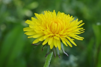 Tarassaco a fioritura gialla