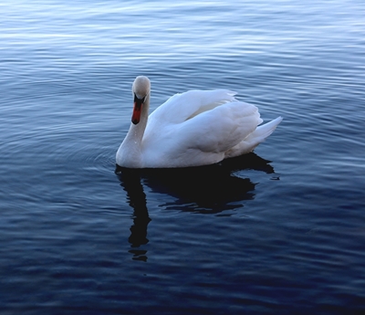 Cisne en el agua 
