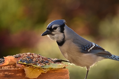 A blue jay at the garden 