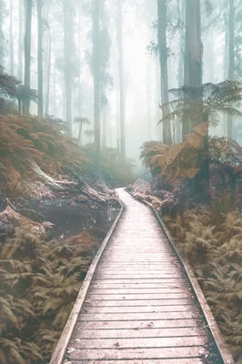 Sentiero attraverso la foresta