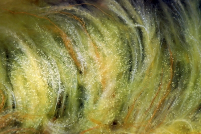Wellenförmige Algen 1