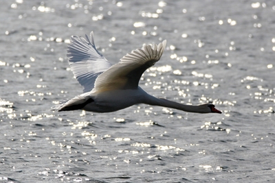 Flying Swan 