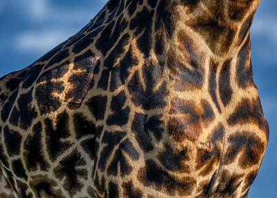 Die Mara-Giraffe
