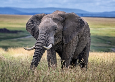 Elefante en el Masai Mara